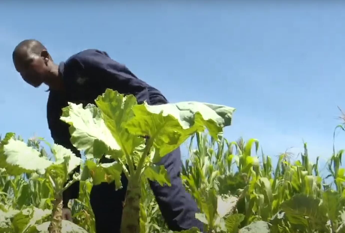 AGRICULTURE IN BUGIRI